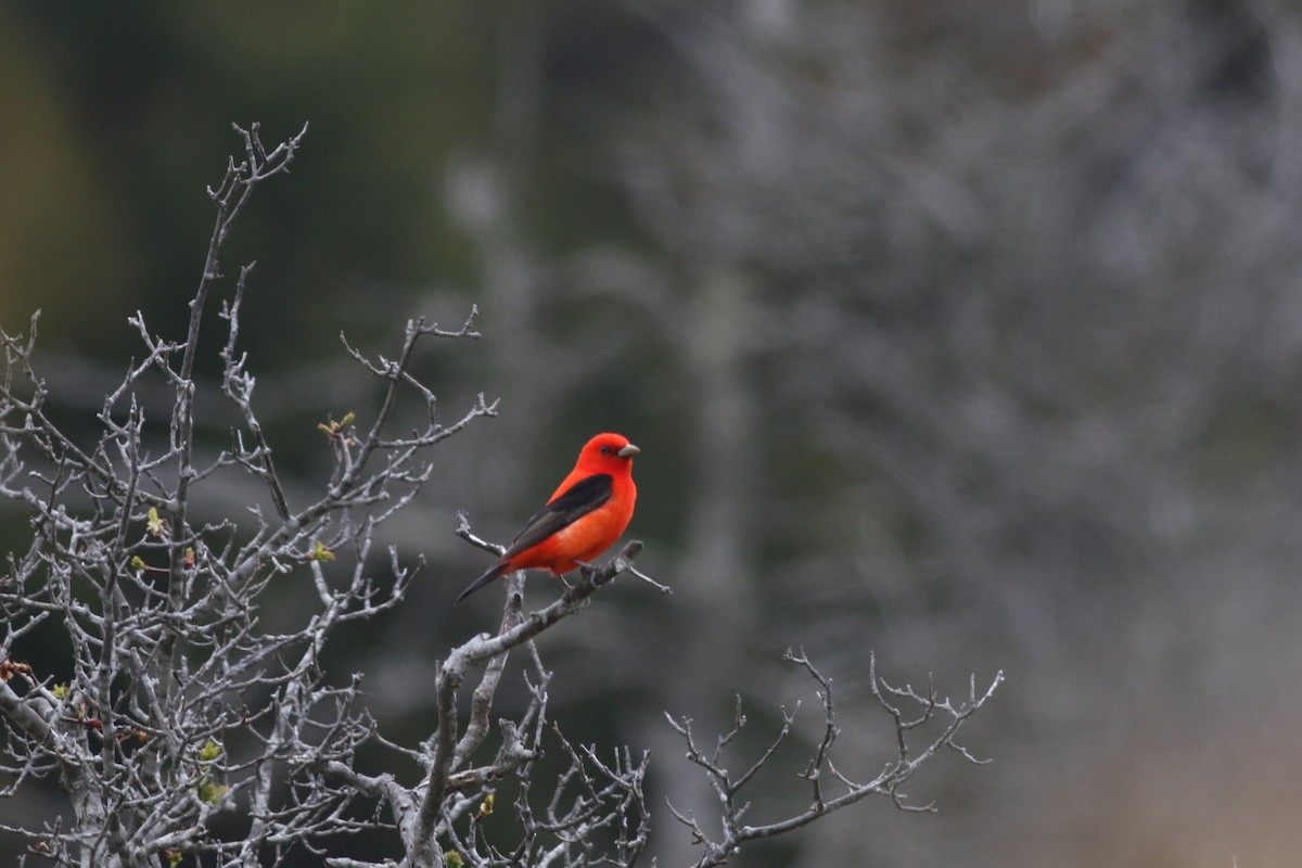 Scarlet Tanager - Lily Morello