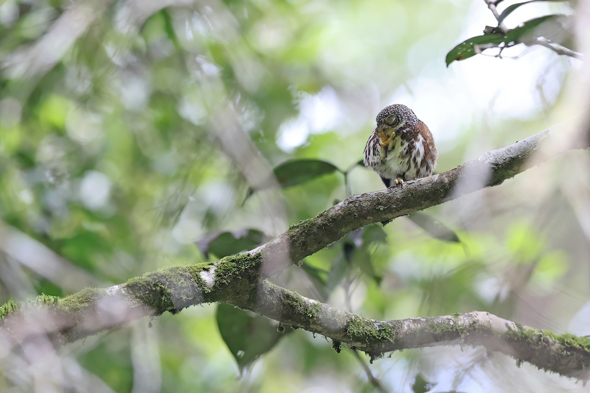 Sunda Owlet - Chun Fai LO