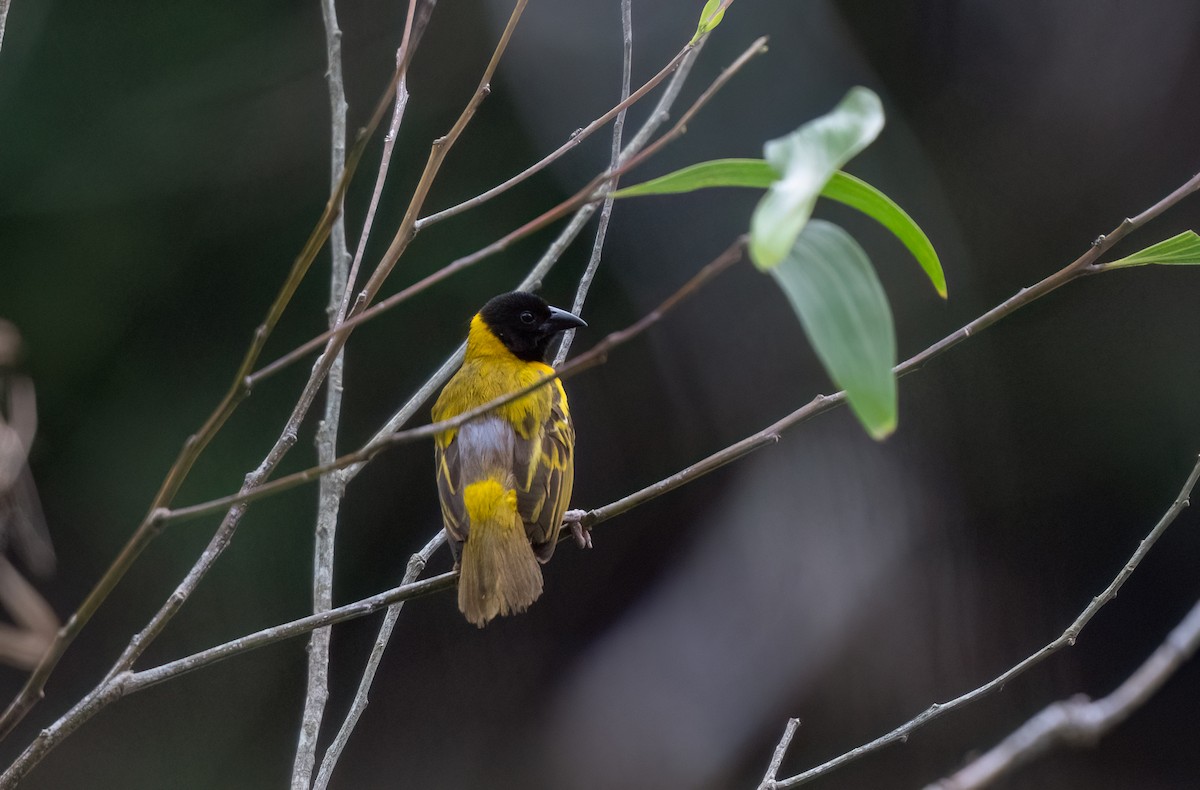 Black-headed Weaver - Chien N Lee