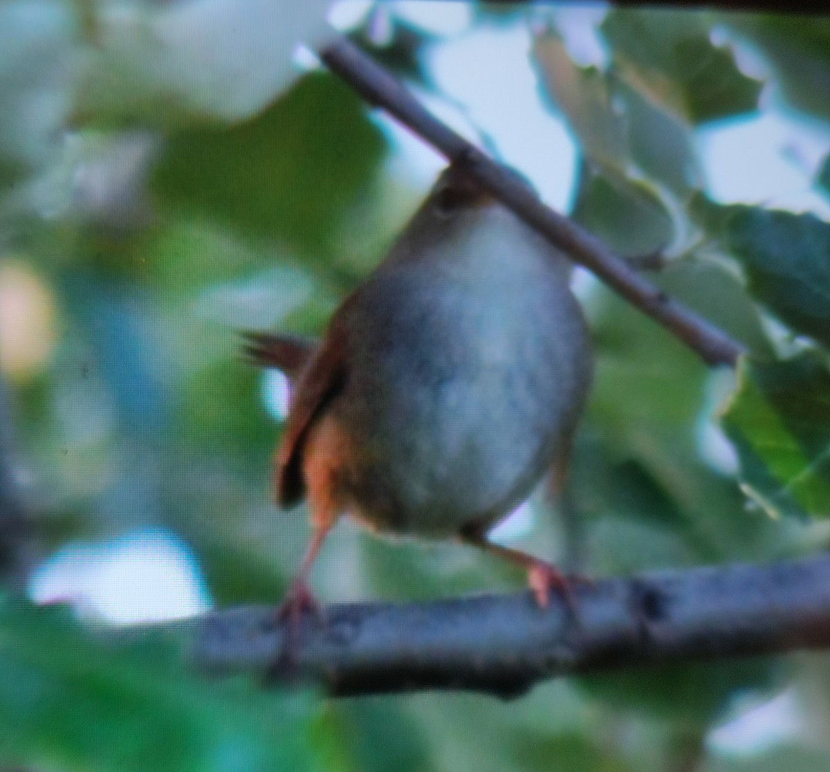 Cetti's Warbler - Carlos Herranz