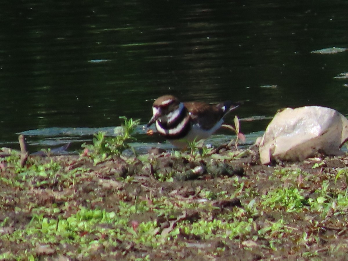 Killdeer - Sandy Morrissey