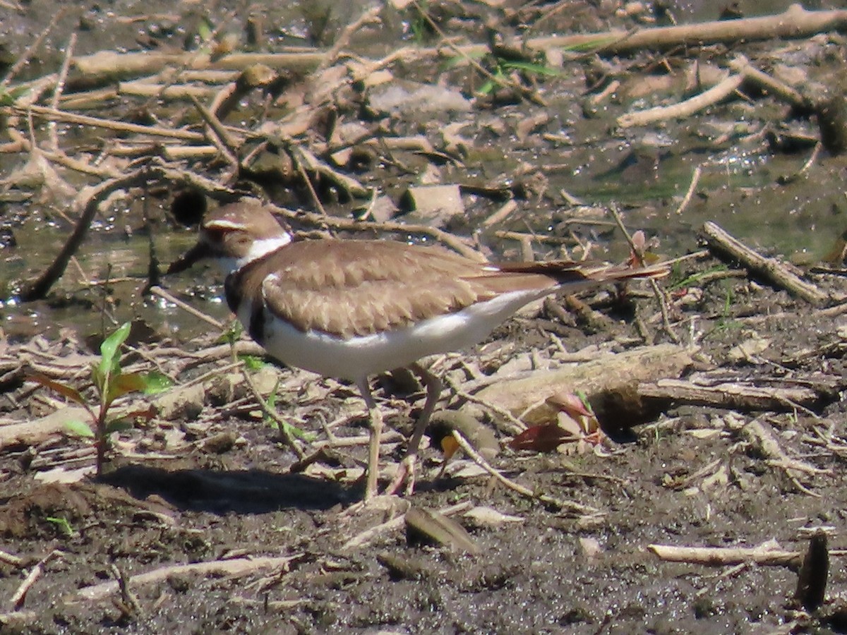 Killdeer - Sandy Morrissey