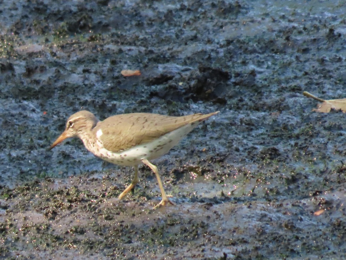 Spotted Sandpiper - Sandy Morrissey