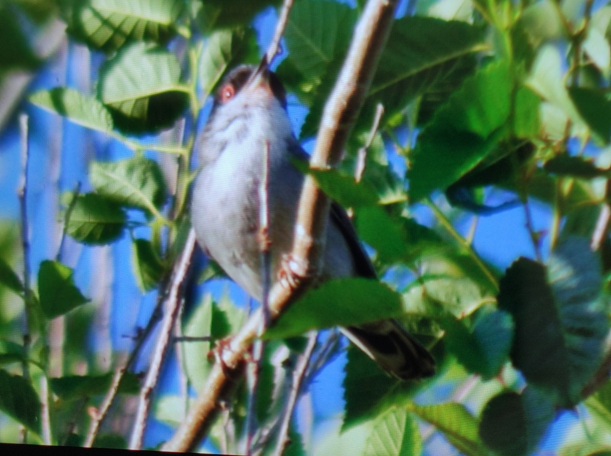 Sardinian Warbler - Carlos Herranz