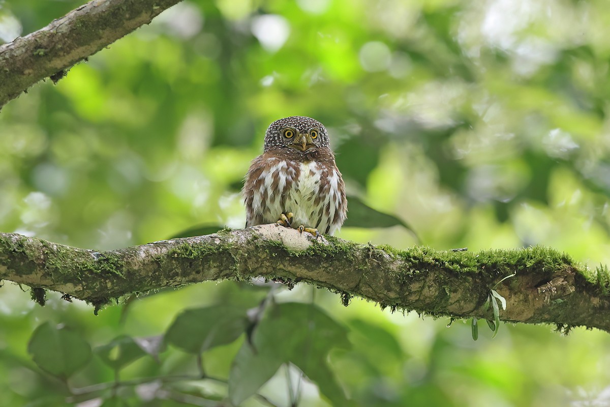 Sunda Owlet - Chun Fai LO