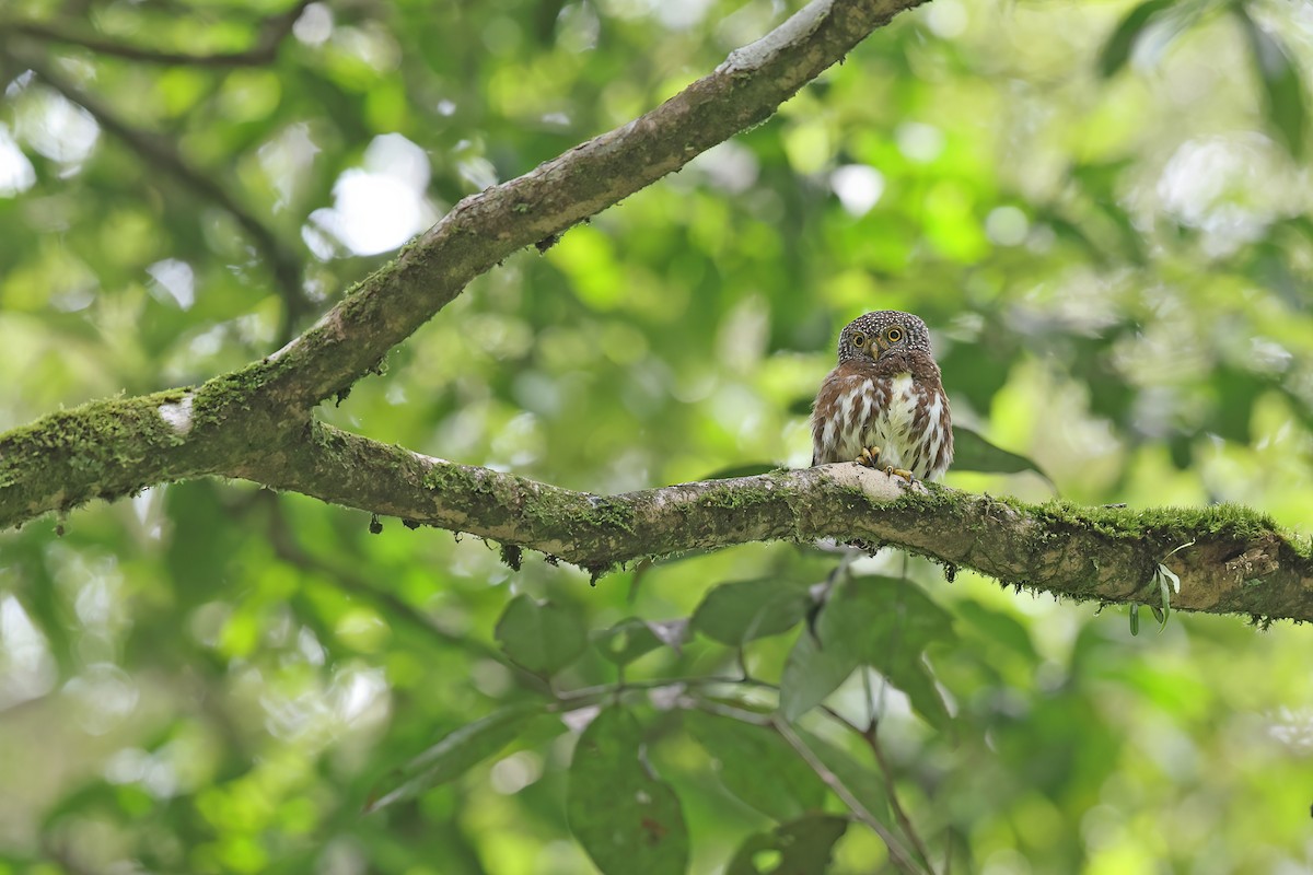 Sunda Owlet - Chun Fai LO