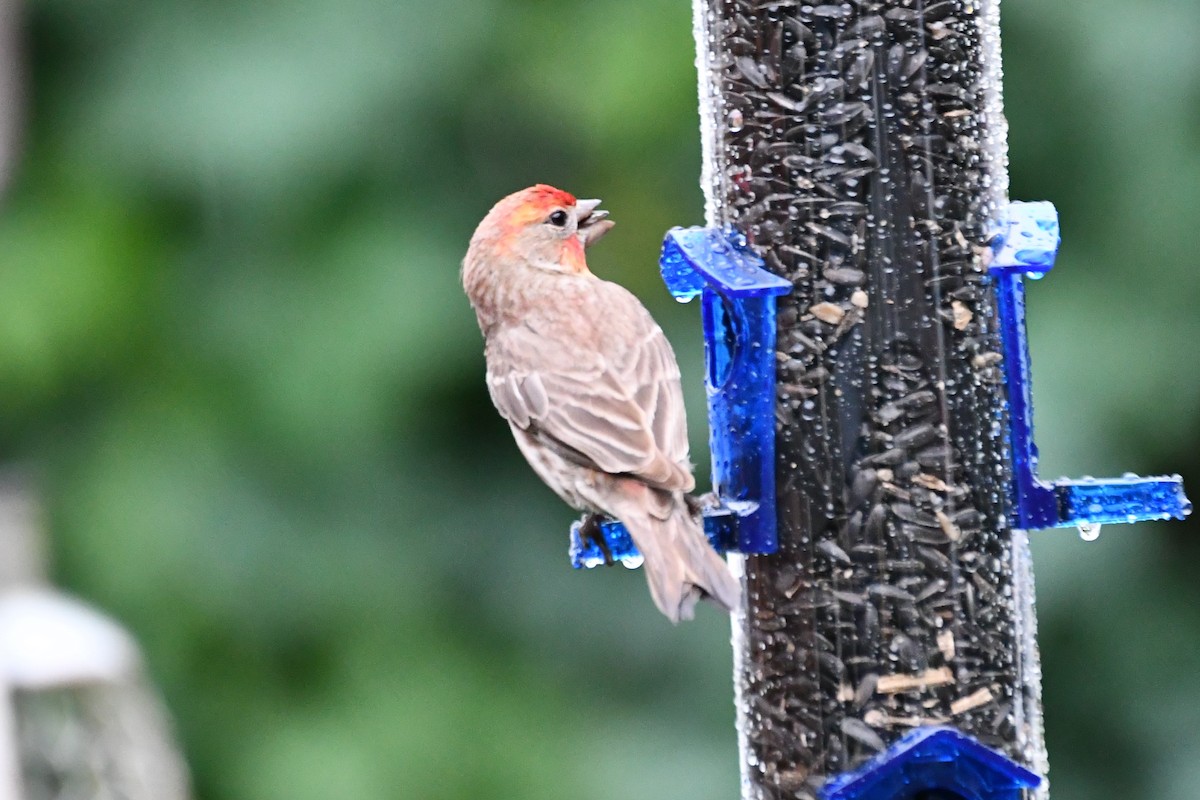 House Finch - Carmen Ricer