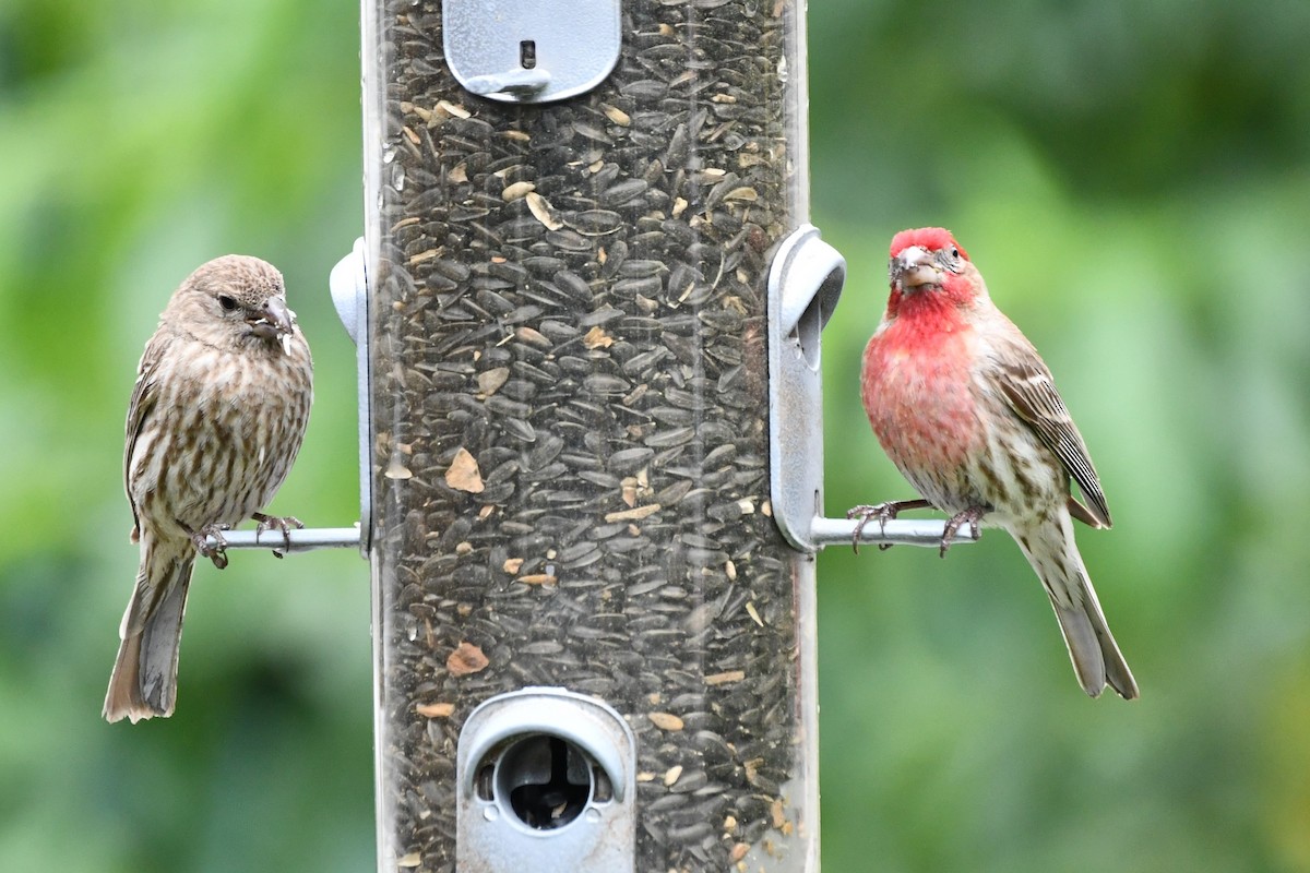 House Finch - Carmen Ricer