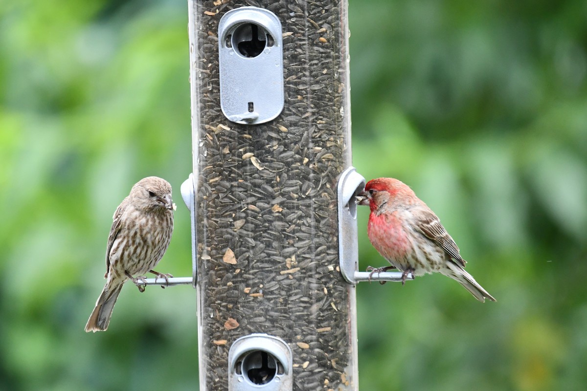 House Finch - Carmen Ricer