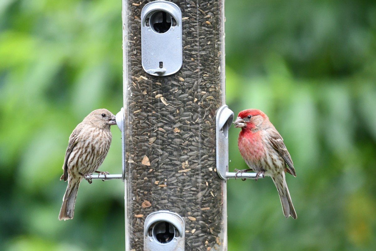 House Finch - Carmen Ricer