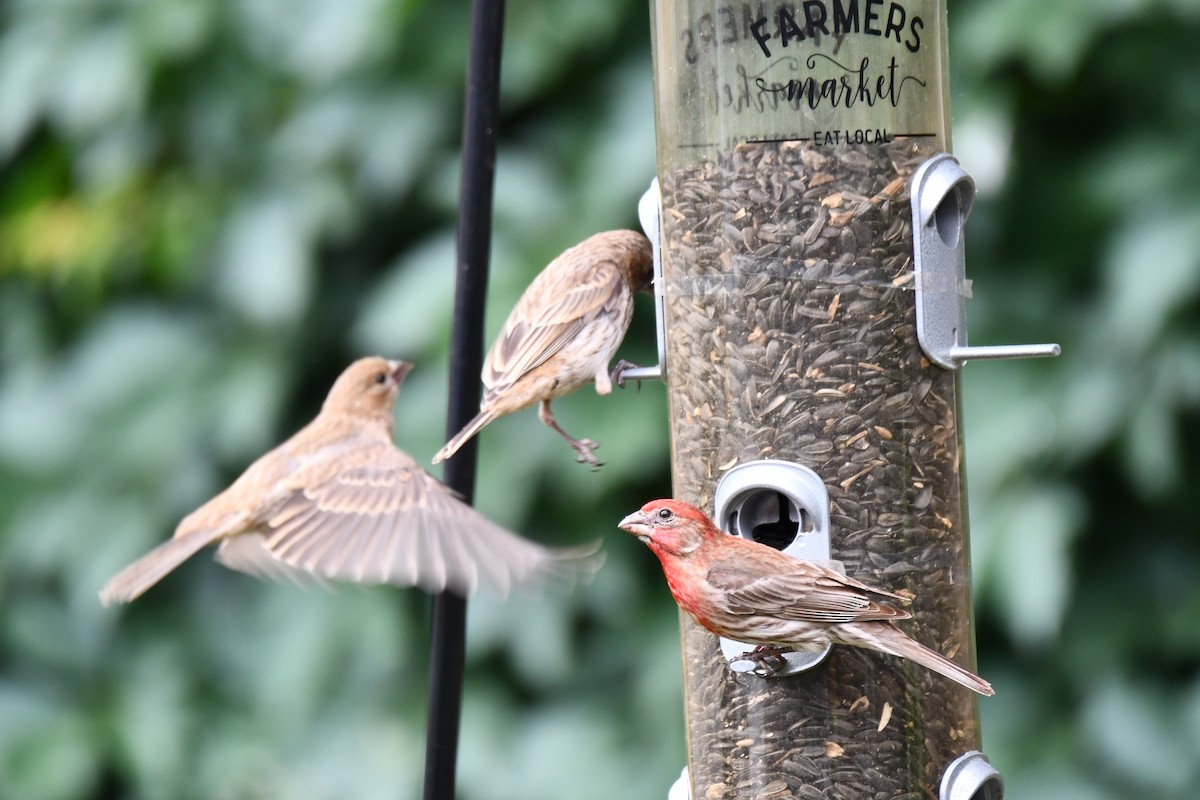 House Finch - Carmen Ricer