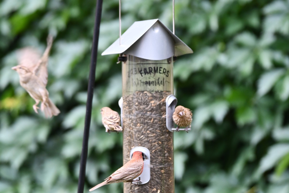 House Finch - Carmen Ricer