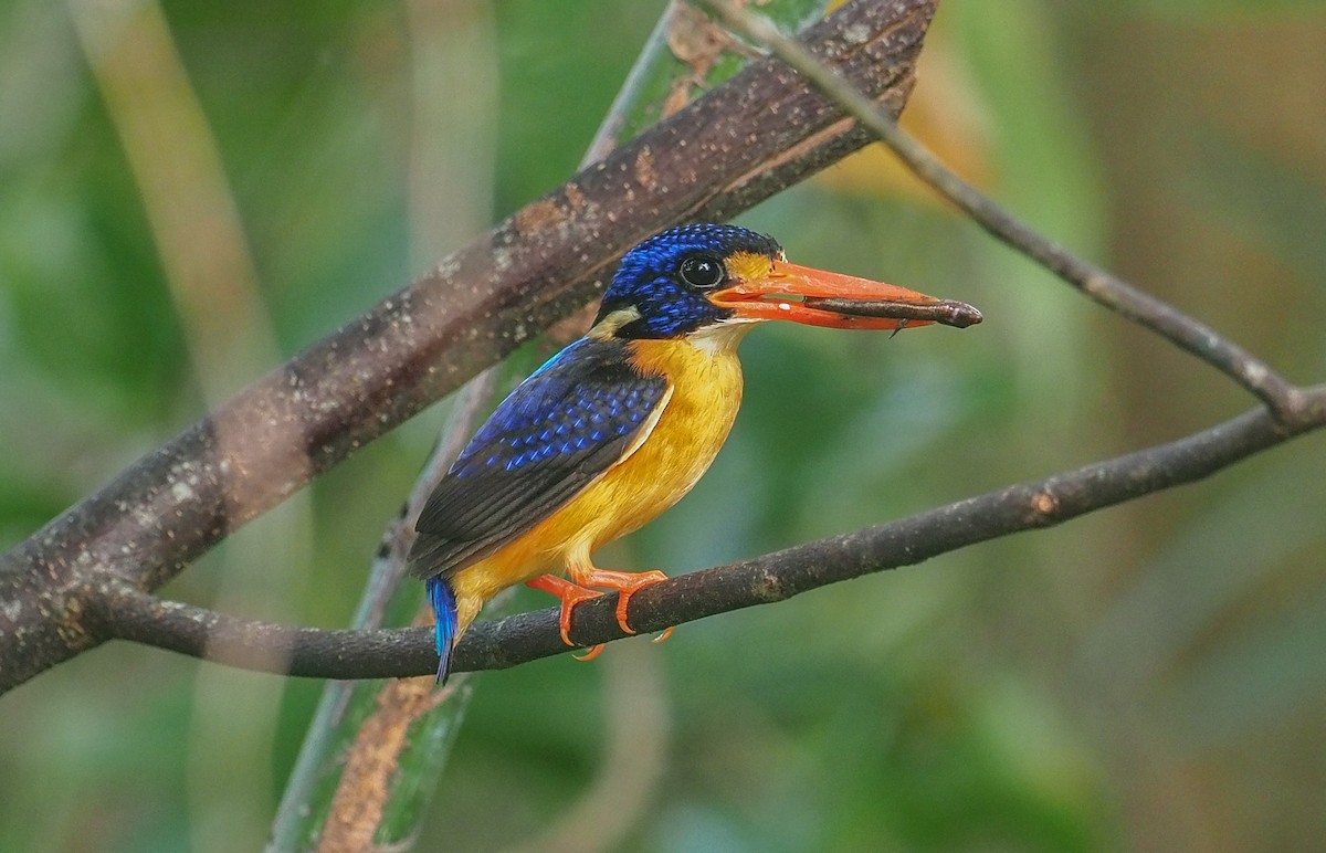 Moluccan Dwarf-Kingfisher (Seram) - Mike Edgecombe