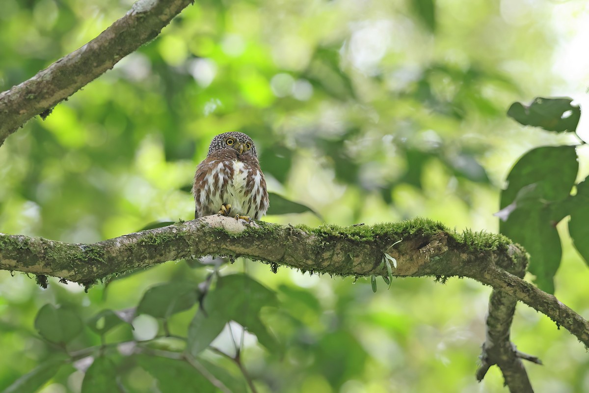 Sunda Owlet - Chun Fai LO