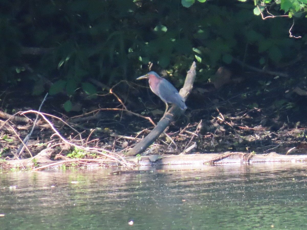 Green Heron - Sandy Morrissey