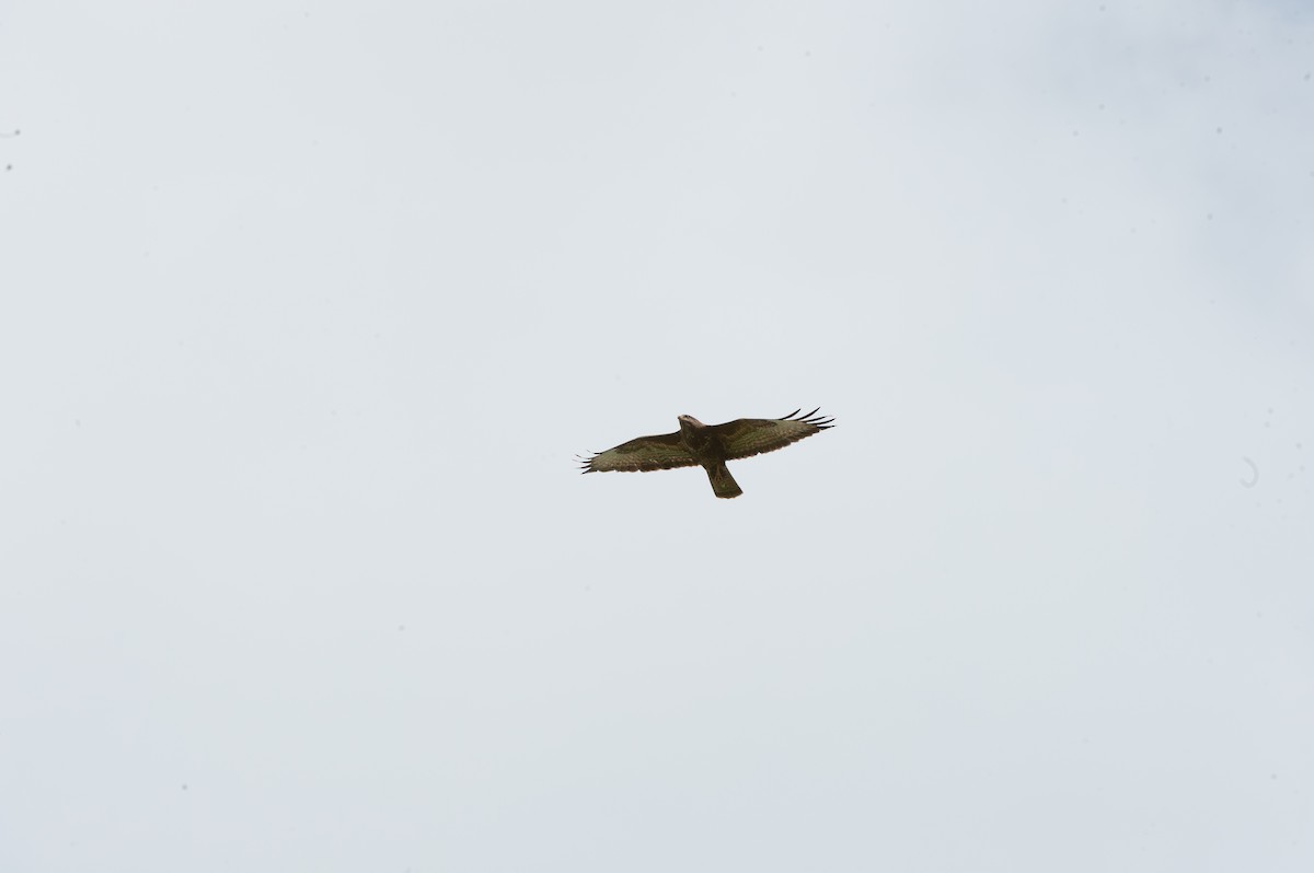 Common Buzzard - Detlef Koch