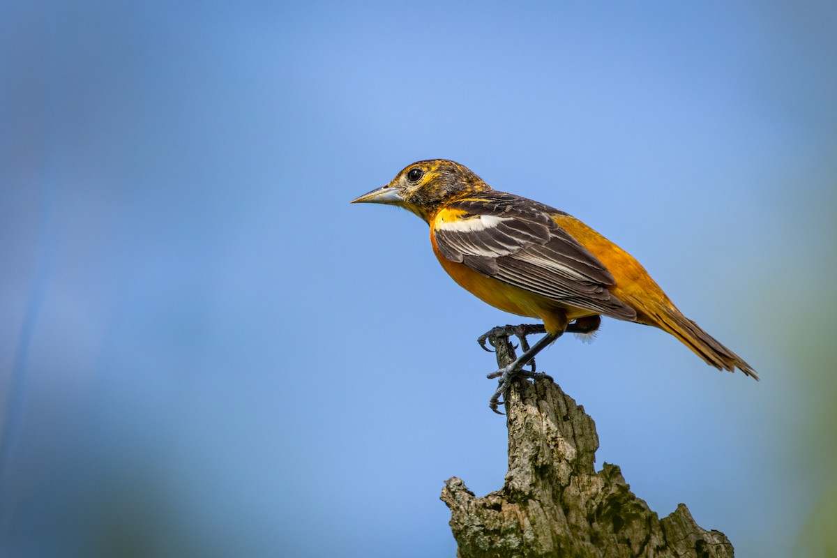 Baltimore Oriole - Michael Warner