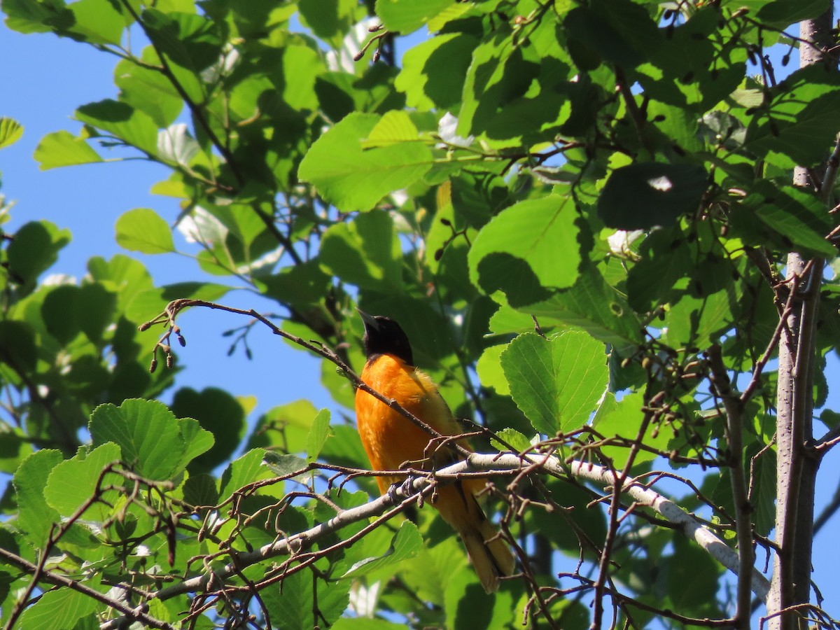 Baltimore Oriole - ML619480637