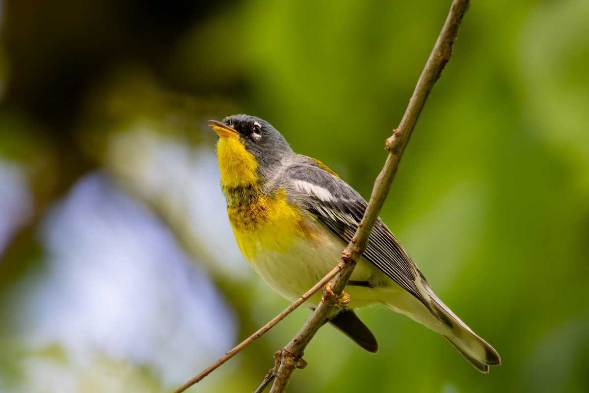 Northern Parula - Michael Warner