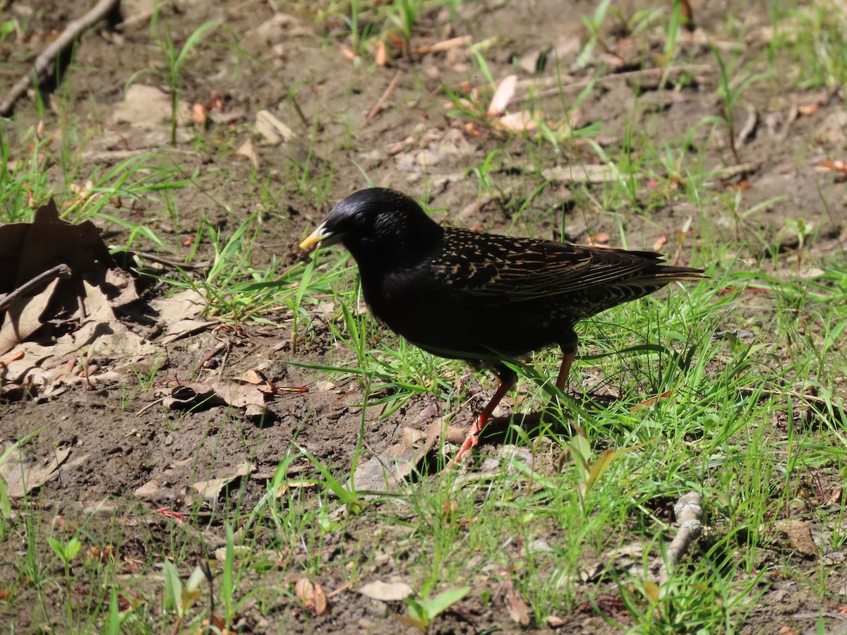 European Starling - Sandy Morrissey