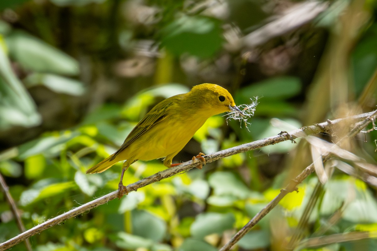 Yellow Warbler - Michael Warner