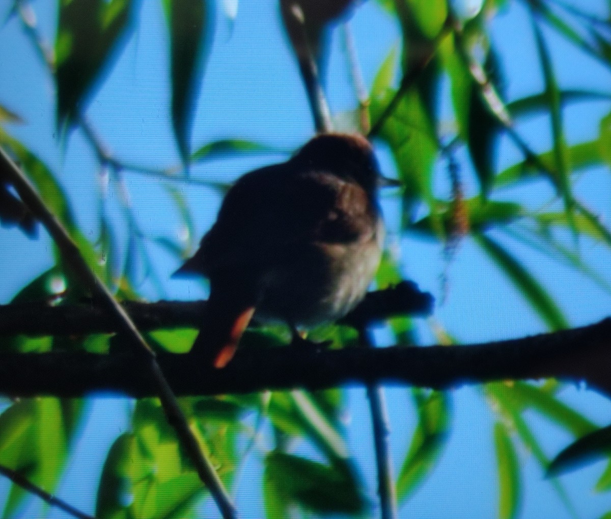 Common Nightingale - Carlos Herranz