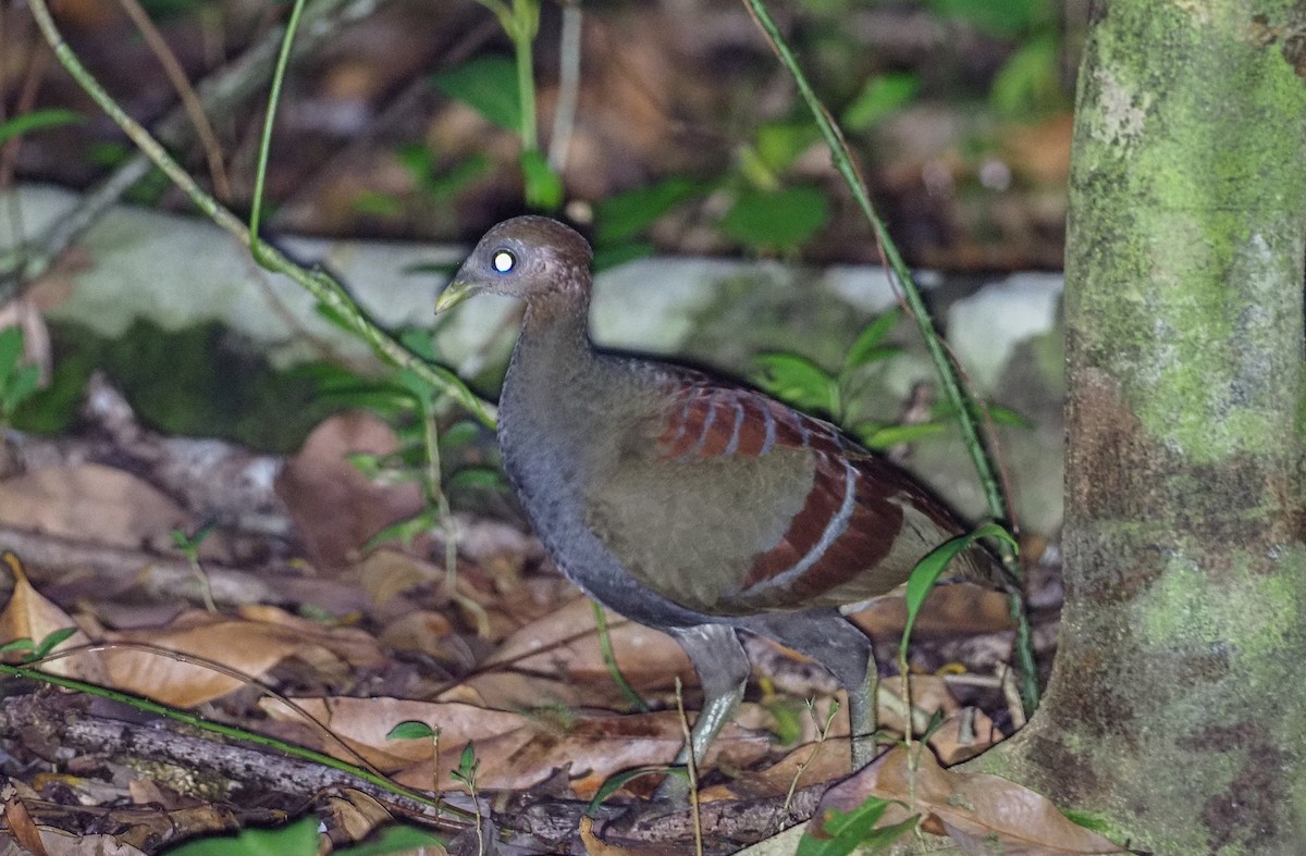 Moluccan Megapode - Mike Edgecombe