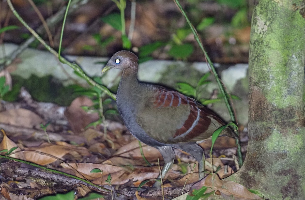 Moluccan Megapode - ML619480646