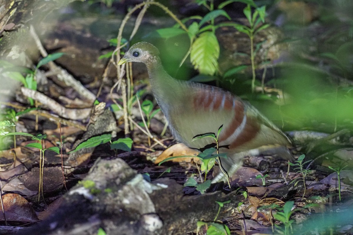 Moluccan Megapode - Mike Edgecombe