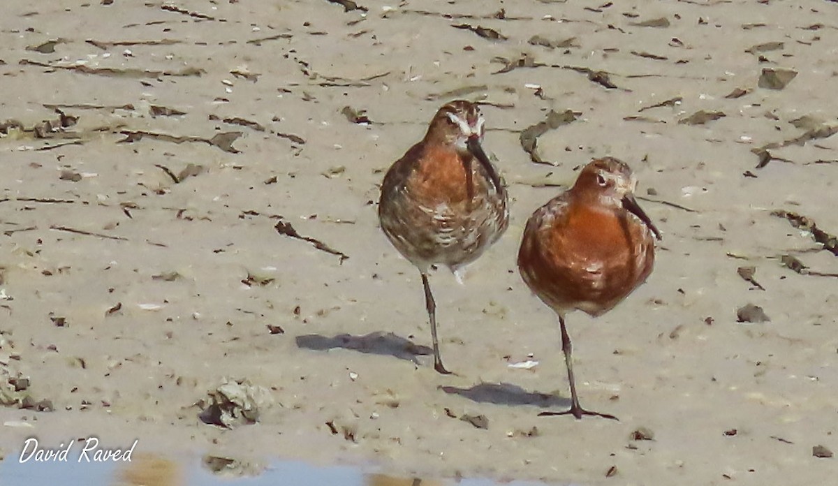 Curlew Sandpiper - David Raved