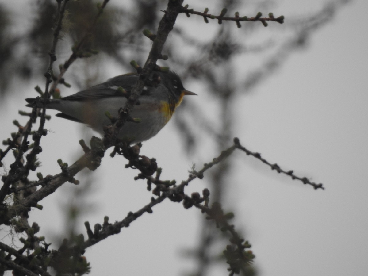 Northern Parula - Deborah Fleming