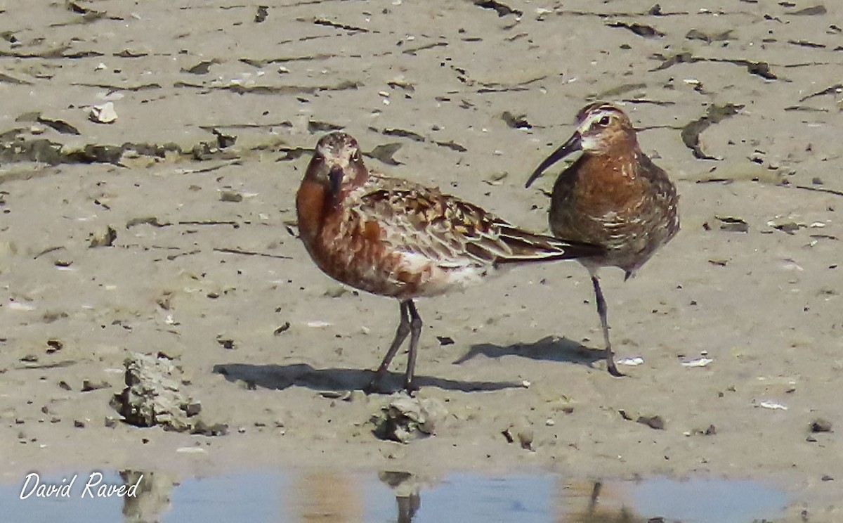 Curlew Sandpiper - David Raved