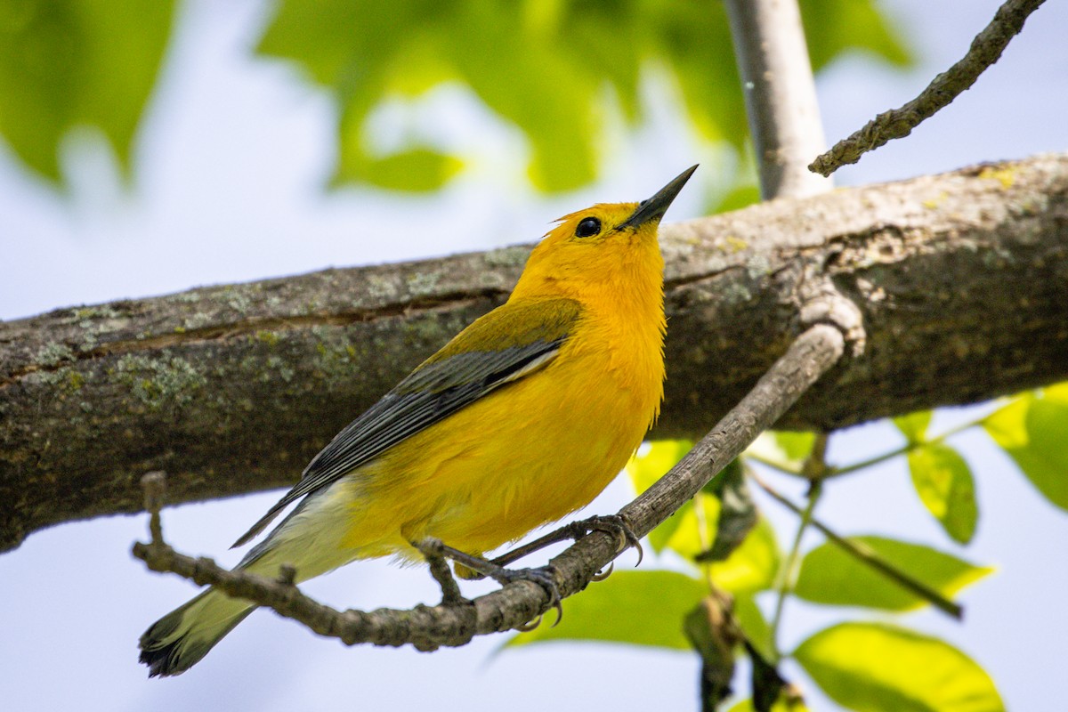 Prothonotary Warbler - Michael Warner