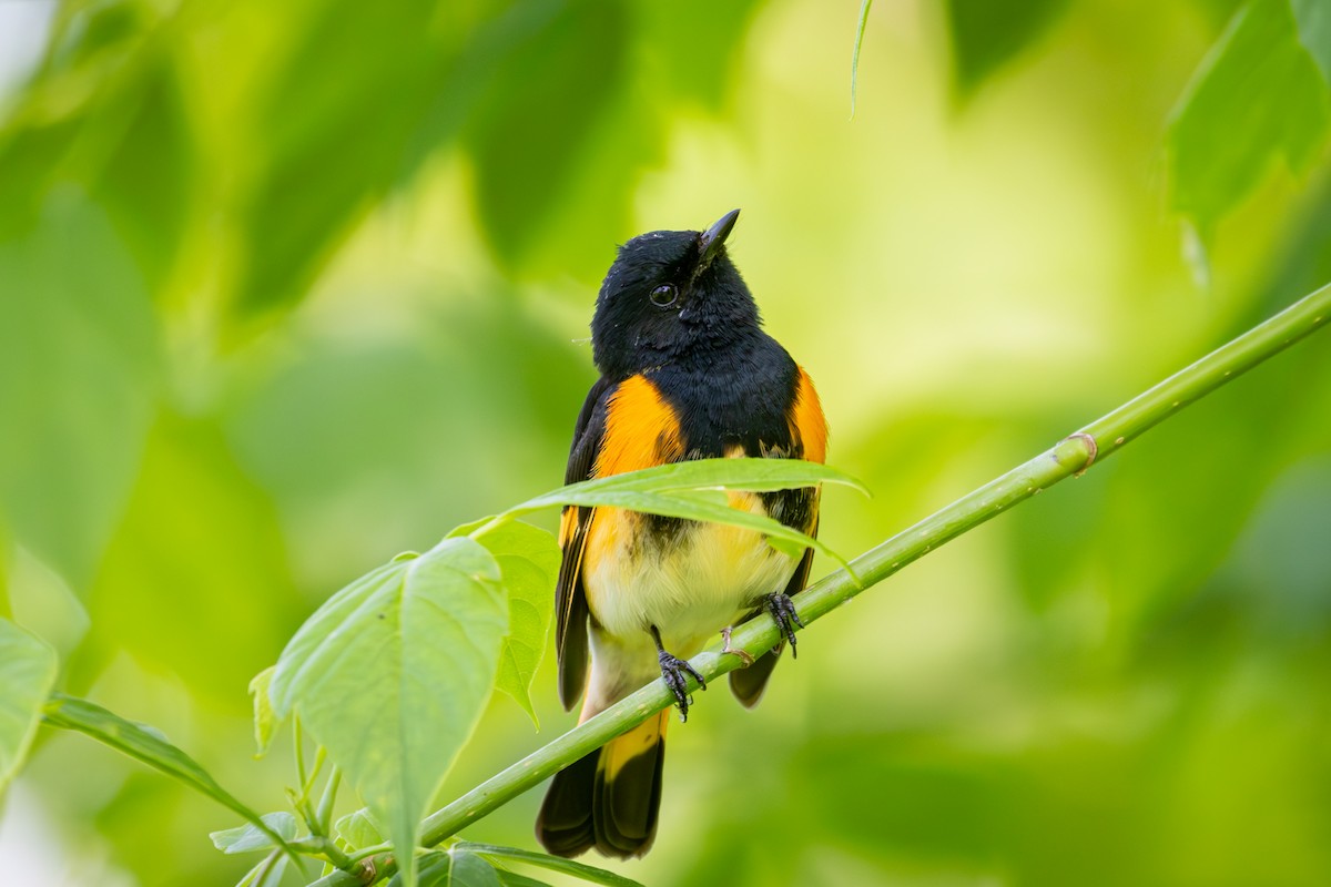 American Redstart - Michael Warner