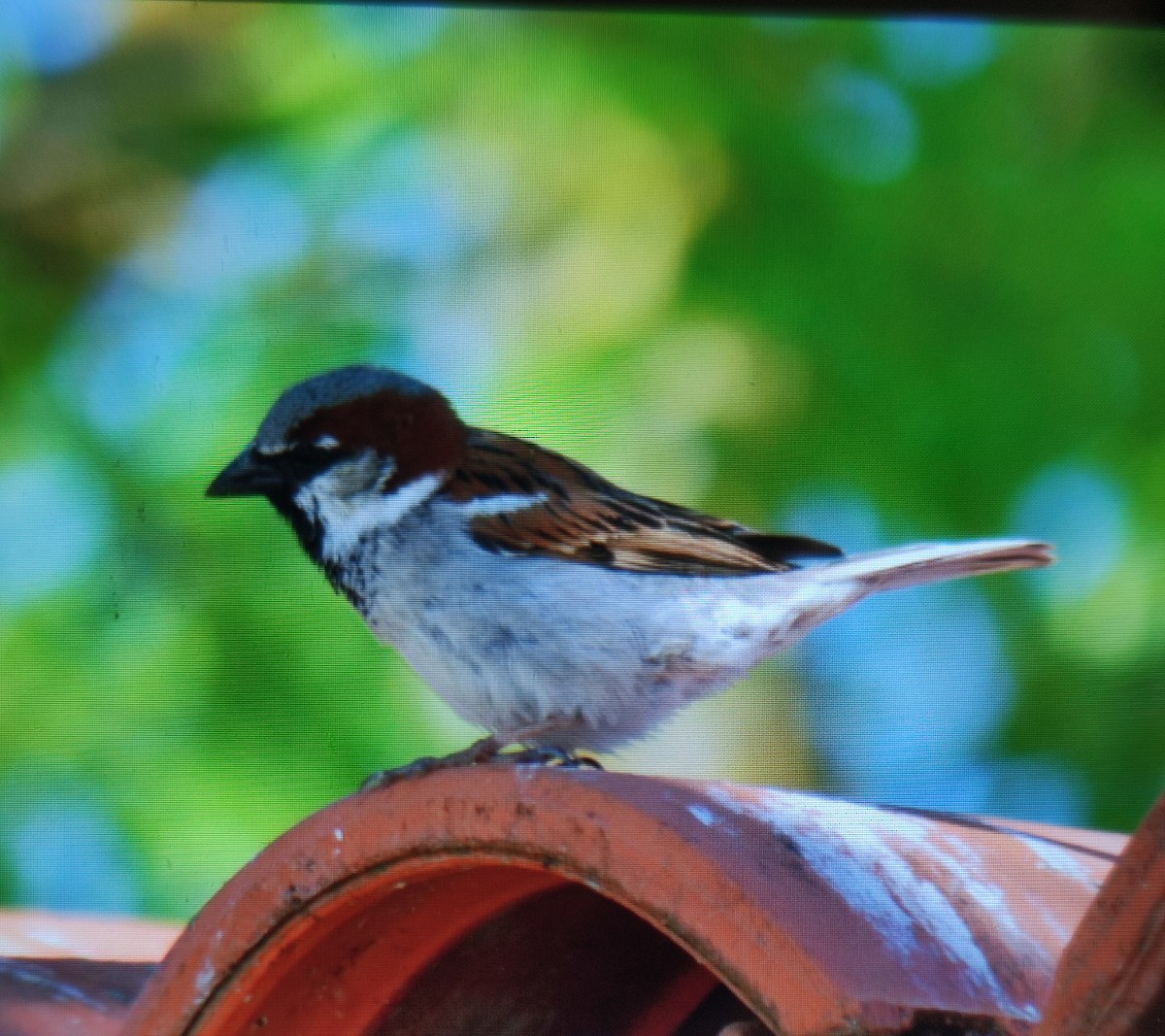 House Sparrow - Carlos Herranz