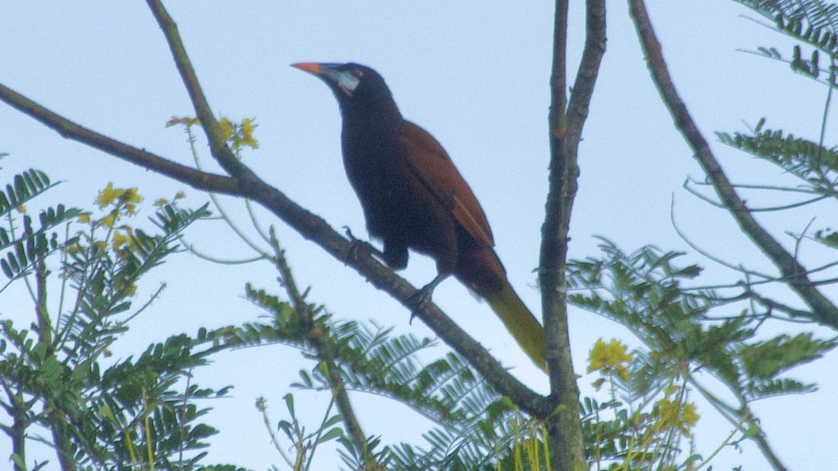 Montezuma Oropendola - Jan Ekkers