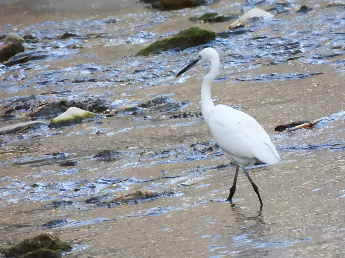 Little Egret - Fot Tsak