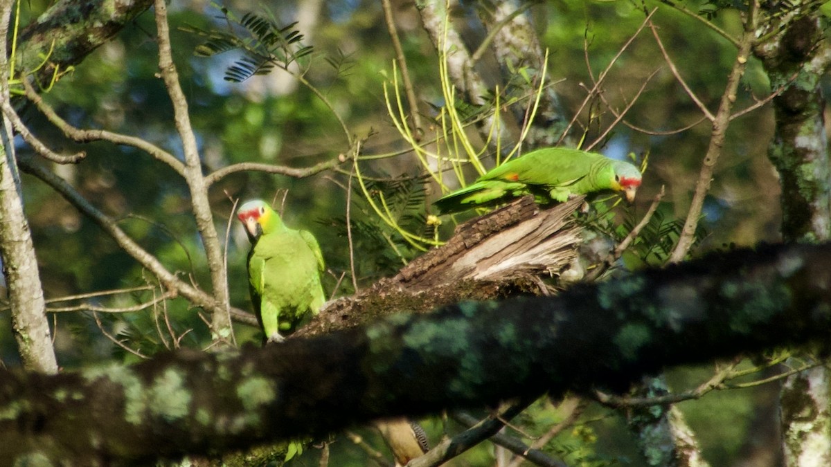 Red-lored Parrot (Red-lored) - Jan Ekkers