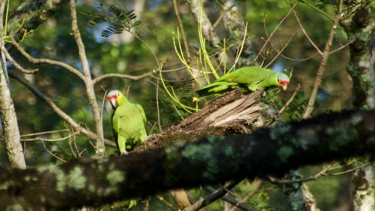 Red-lored Amazon (Red-lored) - ML619480670