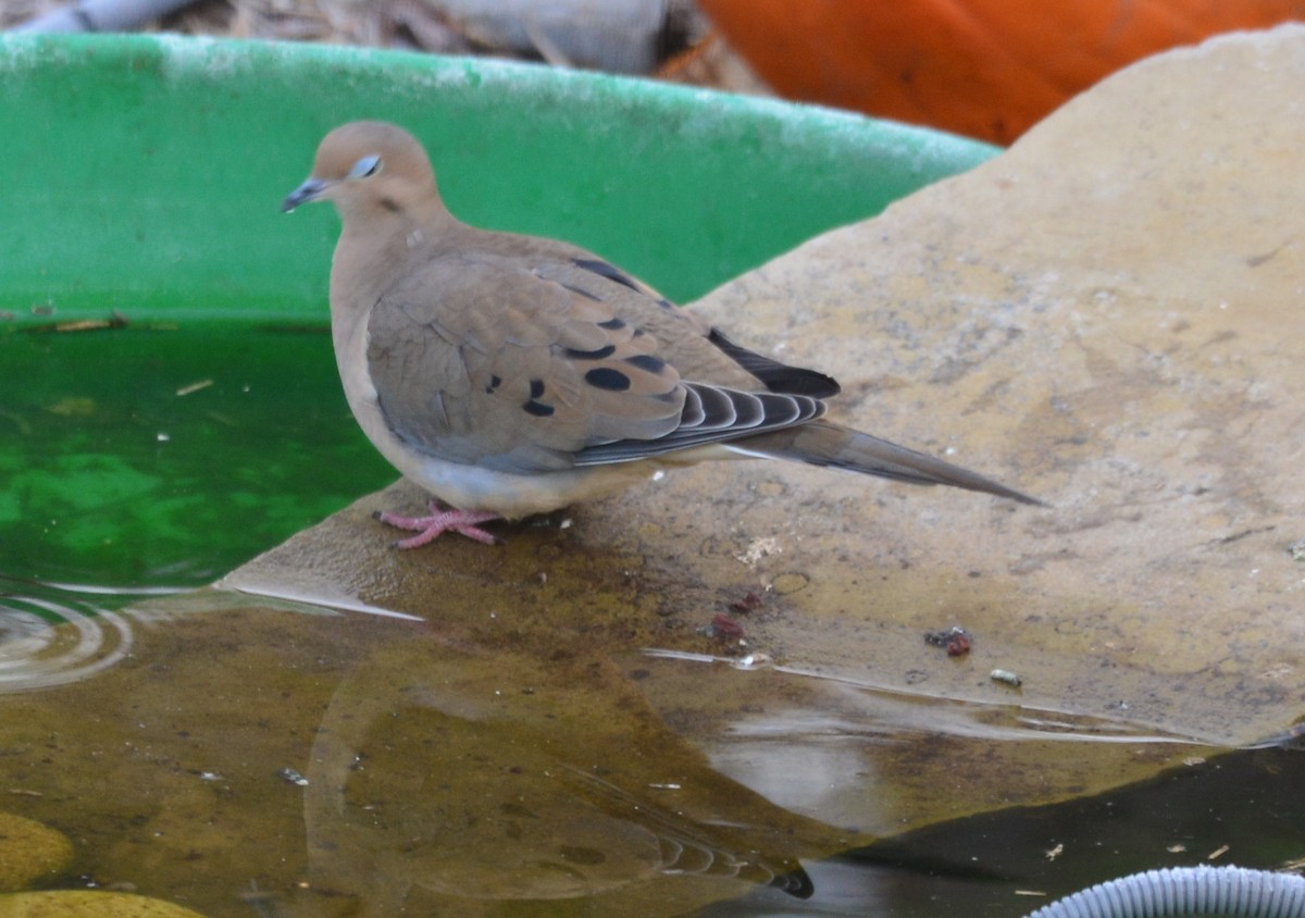 Mourning Dove - Anonymous