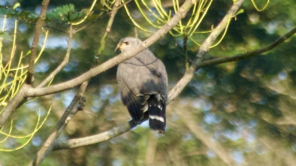 Gray Hawk - Jan Ekkers