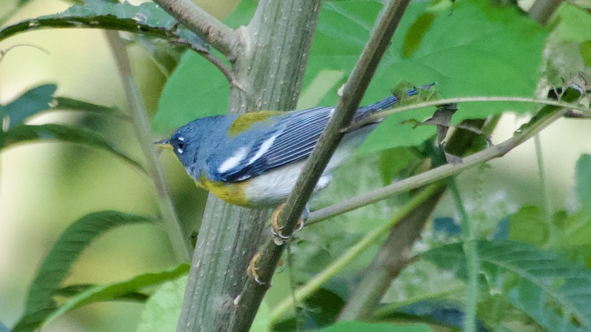 Northern Parula - Jan Ekkers