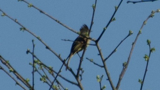 Yellow-bellied Elaenia - Jan Ekkers