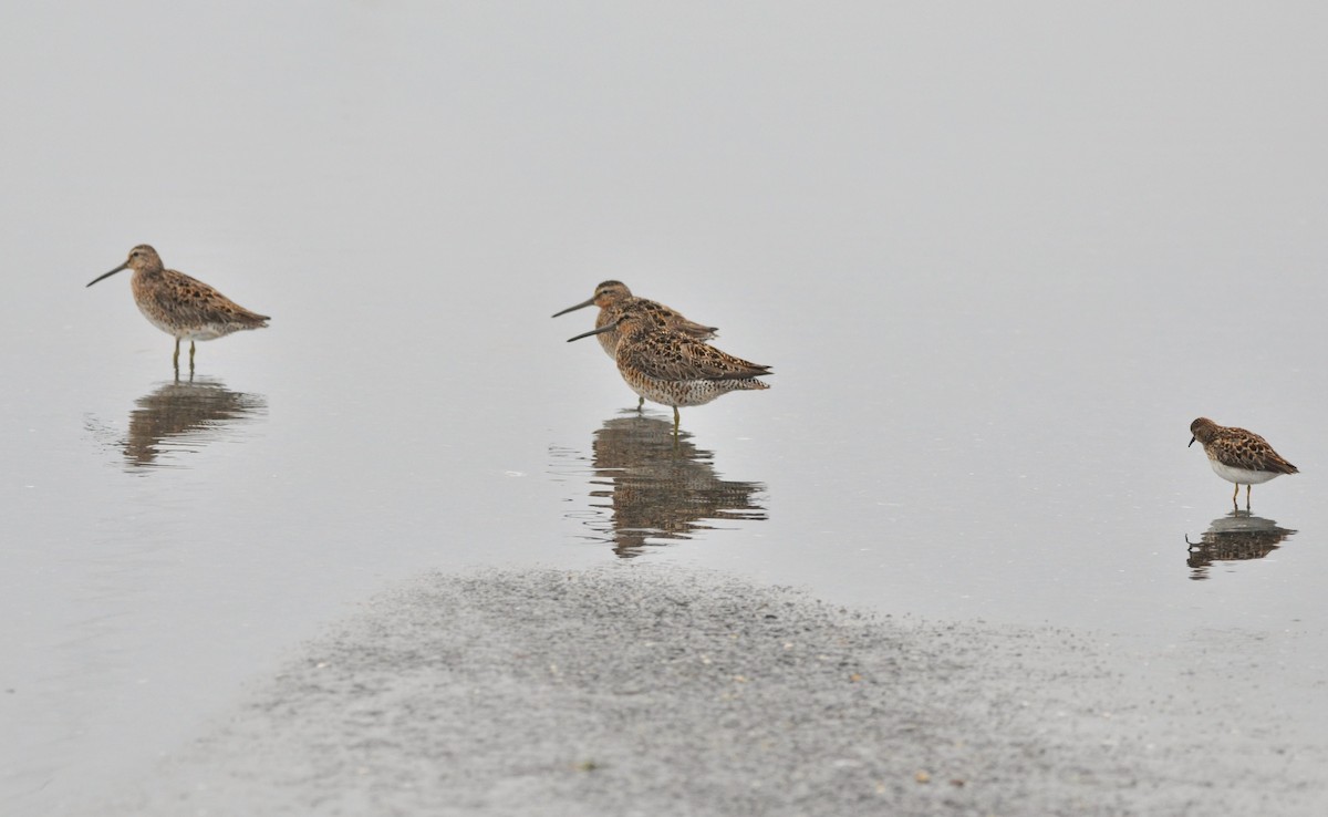 Short-billed Dowitcher - kye jenkins