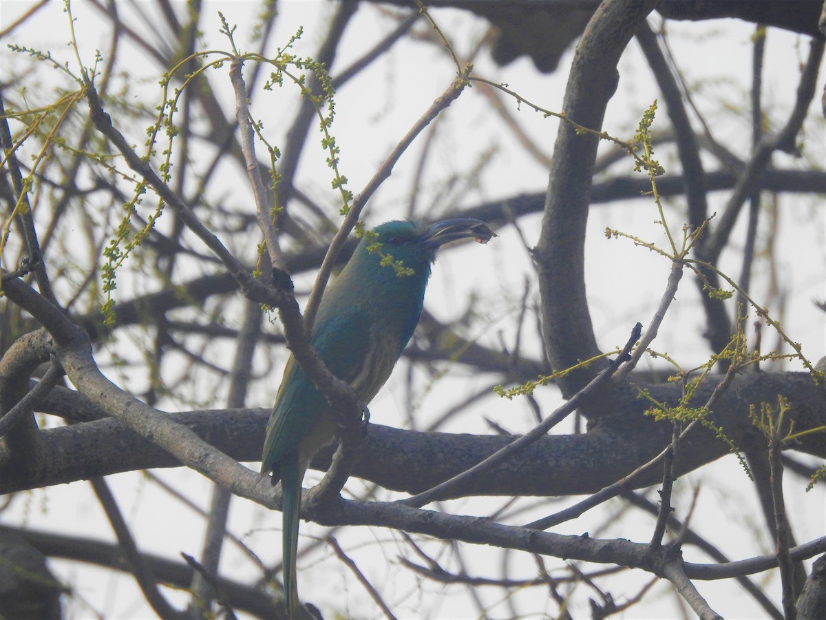 Blue-bearded Bee-eater - Arun Karthi