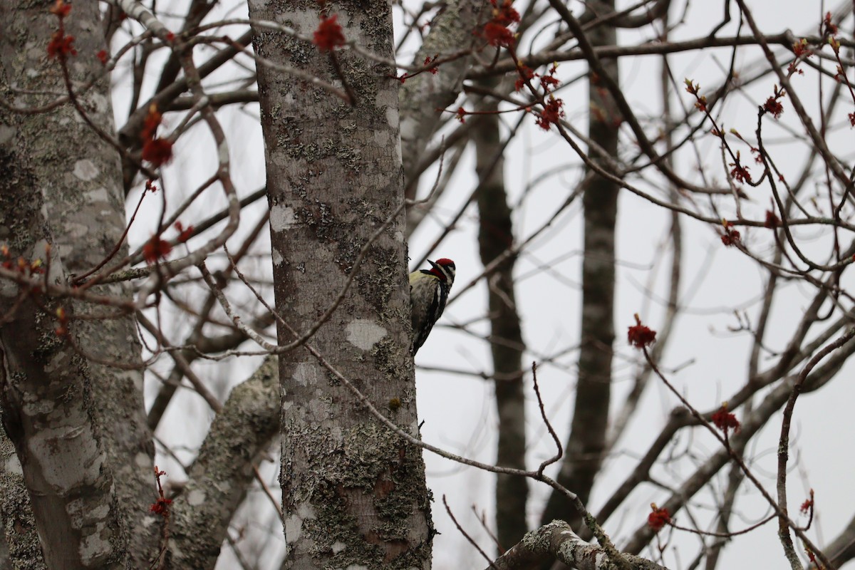 Yellow-bellied Sapsucker - Philip Nearing