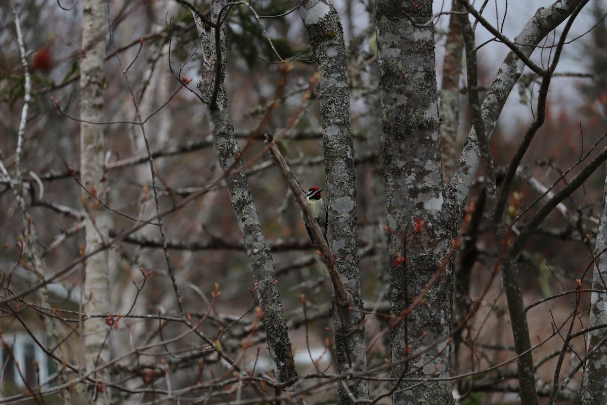 Yellow-bellied Sapsucker - Philip Nearing