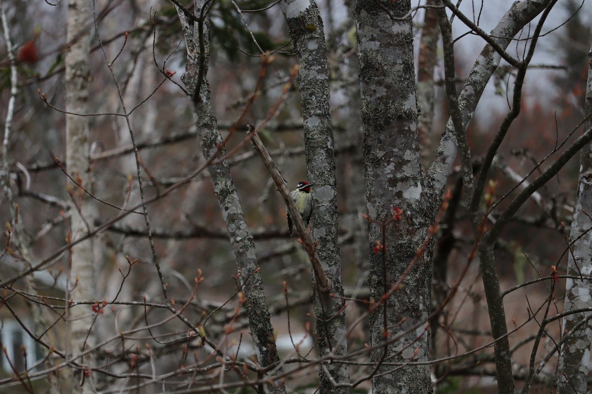 Yellow-bellied Sapsucker - Philip Nearing