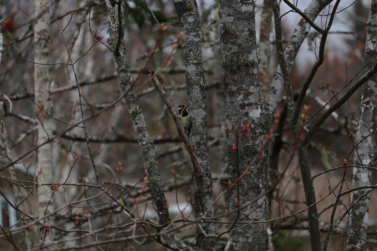 Yellow-bellied Sapsucker - Philip Nearing