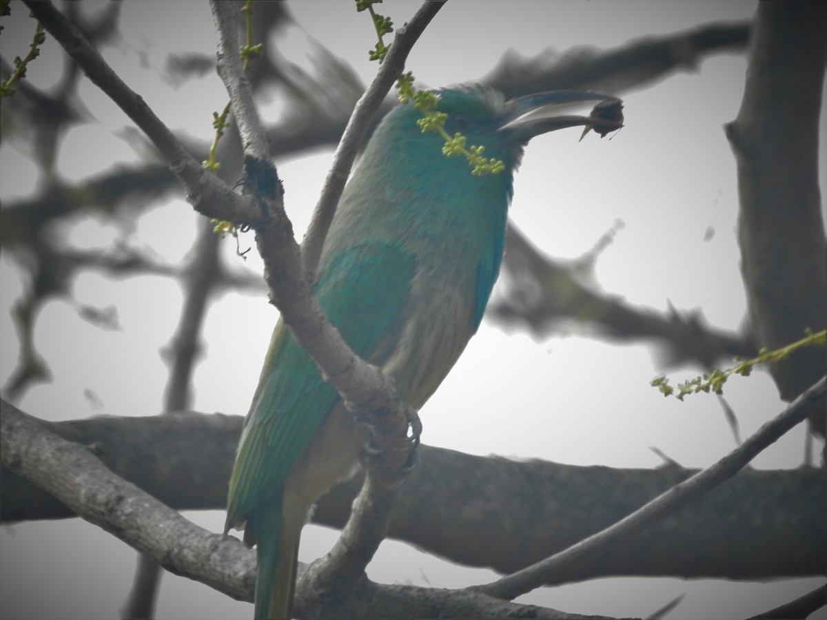Blue-bearded Bee-eater - Arun Karthi